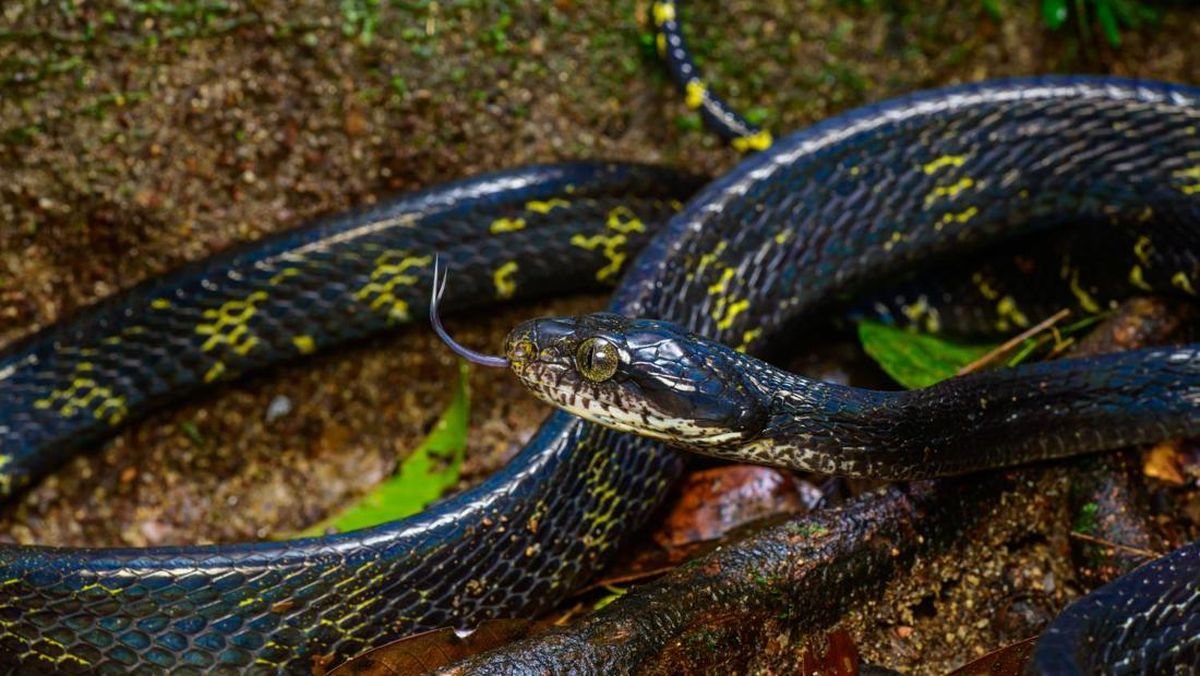 Men mijozni qozgatdim va uni sikdim