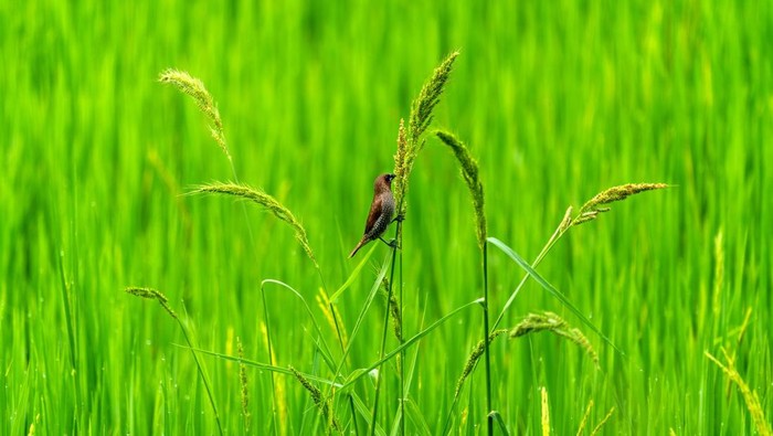 Hama burung di sawah