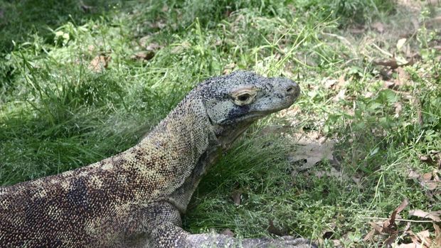 Ilustrasi biawak