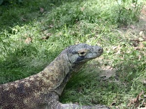 Biawak Kebal Bisa dan Suka Makan Ular, Benarkah?