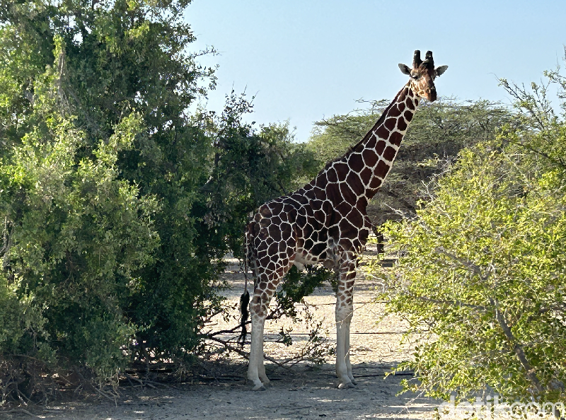 Jerapah di Sir Bani Yas Wildlife Reserve, Abu Dhabi