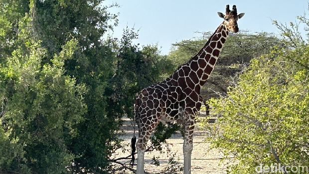 Jerapah di Sir Bani Yas Wildlife Reserve, Abu Dhabi