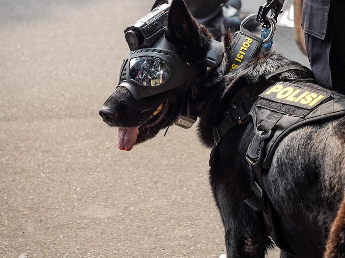 K9