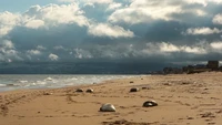 Pemandangan menunjukkan anjing laut Kaspia yang mati terdampar di pantai Laut Kaspia di Makhachkala, Rusia, 6 Desember 2022. Laut di sini juga tercekik oleh polusi (Foto: CNN)