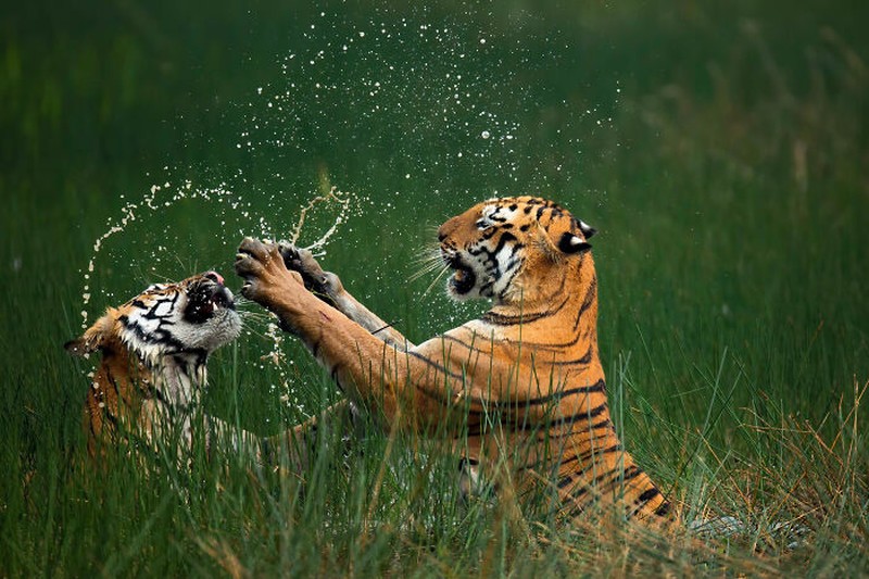 Nature's Best Photography (NBP) International Awards