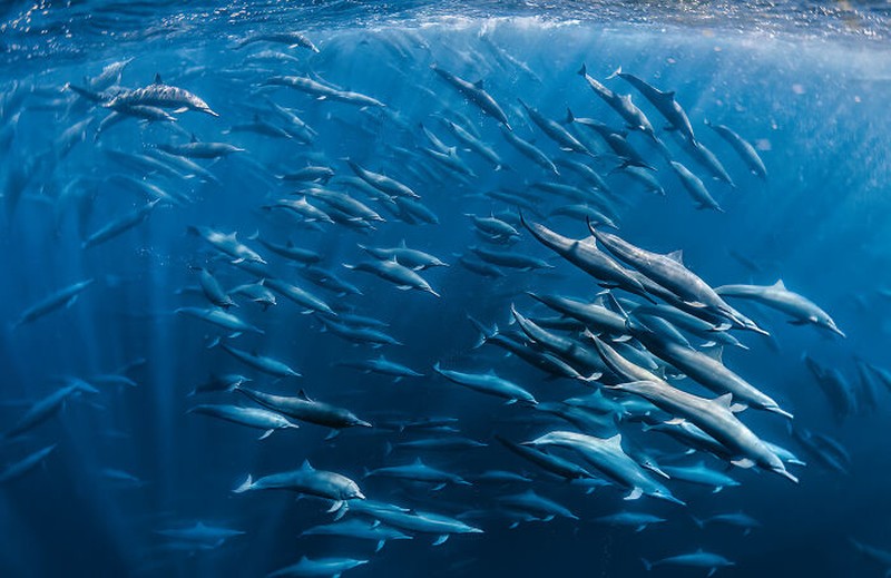 Nature's Best Photography (NBP) International Awards