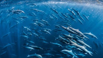 Spinner Dolphins Superpod Oleh Cécile Gabillon Foto: Natures Best Photography