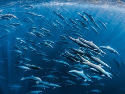 Karya Jawara Foto Alam Abdaikan Aksi Unik Para Hewan Bikin Terkesima