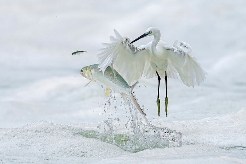 Nature's Best Photography (NBP) International Awards