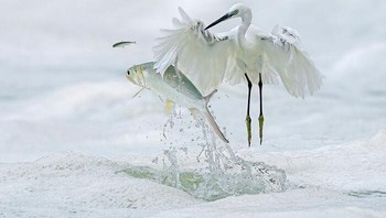 Burung Kuntul dan Ikan Ladyfish Oleh Xiaoping Lin Foto: Natures Best Photography