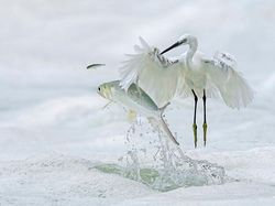 Karya Jawara Foto Alam Abdaikan Aksi Unik Para Hewan Bikin Terkesima
