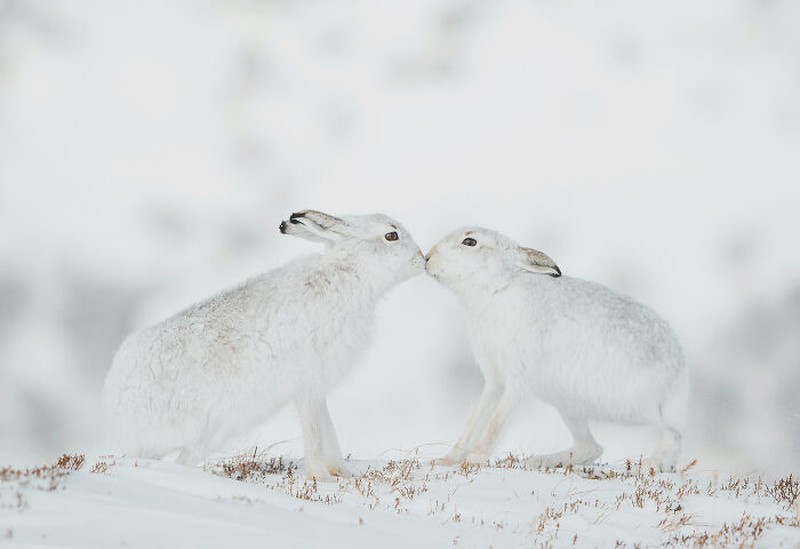 Nature's Best Photography (NBP) International Awards