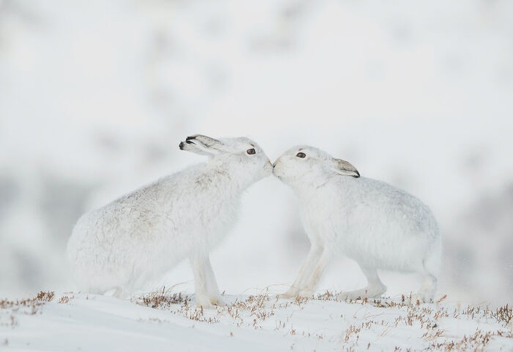 Natures Best Photography (NBP) International Awards Natures Best Photography (NBP) International Awards