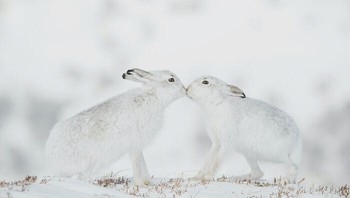 Kelinci Gunung Oleh Andy Parkinson Foto: Natures Best Photography