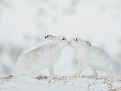 Karya Jawara Foto Alam Abdaikan Aksi Unik Para Hewan Bikin Terkesima