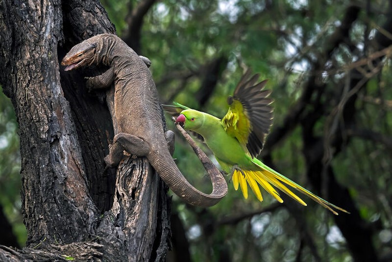 Nature's Best Photography (NBP) International Awards