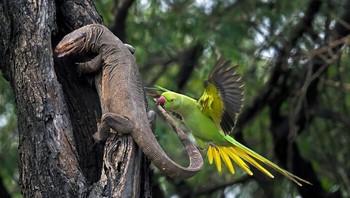 Buntut Kadal Monitor Digigit Parkit Oleh Hira Punjabi Foto: Natures Best Photography