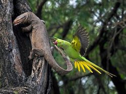 Karya Jawara Foto Alam Abdaikan Aksi Unik Para Hewan Bikin Terkesima