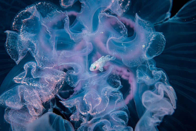 Nature's Best Photography (NBP) International Awards