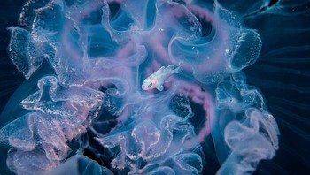 Ikan Hanyut Muda di Ubur-ubur Bulan Oleh Michael Patrick Oneill Foto: Natures Best Photography