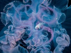 Karya Jawara Foto Alam Abdaikan Aksi Unik Para Hewan Bikin Terkesima