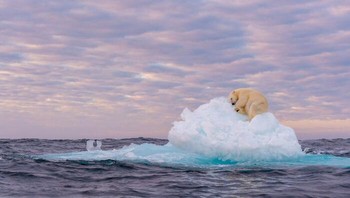 Treasure On Ice Oleh Marek Jackowski Foto: Natures Best Photography