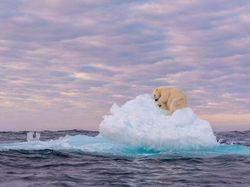 Karya Jawara Foto Alam Abdaikan Aksi Unik Para Hewan Bikin Terkesima