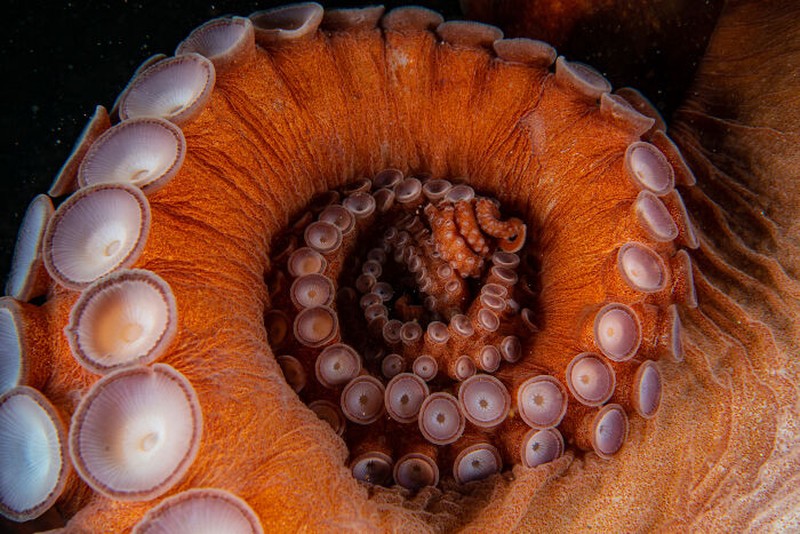 Nature's Best Photography (NBP) International Awards