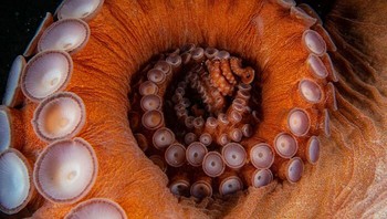 Gurita Pasifik Raksasa Oleh Mayumi Takeuchi-Ebbins Foto: Natures Best Photography