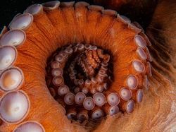 Karya Jawara Foto Alam Abdaikan Aksi Unik Para Hewan Bikin Terkesima