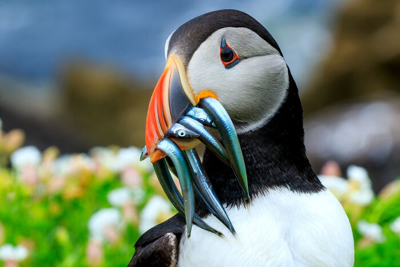 Nature's Best Photography (NBP) International Awards