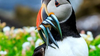 Atlantic Puffin Oleh Andrés Domínguez Blanco (Umur 14) Foto: Natures Best Photography
