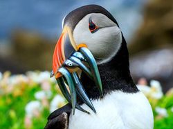 Karya Jawara Foto Alam Abdaikan Aksi Unik Para Hewan Bikin Terkesima