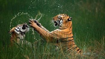Harimau Benggala Oleh Mangesh Ratnakar Desai Foto: Natures Best Photography