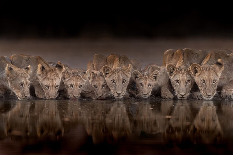 Natures Best Photography (NBP) International Awards Natures Best Photography (NBP) International Awards