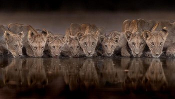 Anak Singa Afrika Oleh Keith Bannerman Foto: Natures Best Photography