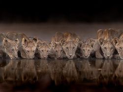 Karya Jawara Foto Alam Abdaikan Aksi Unik Para Hewan Bikin Terkesima