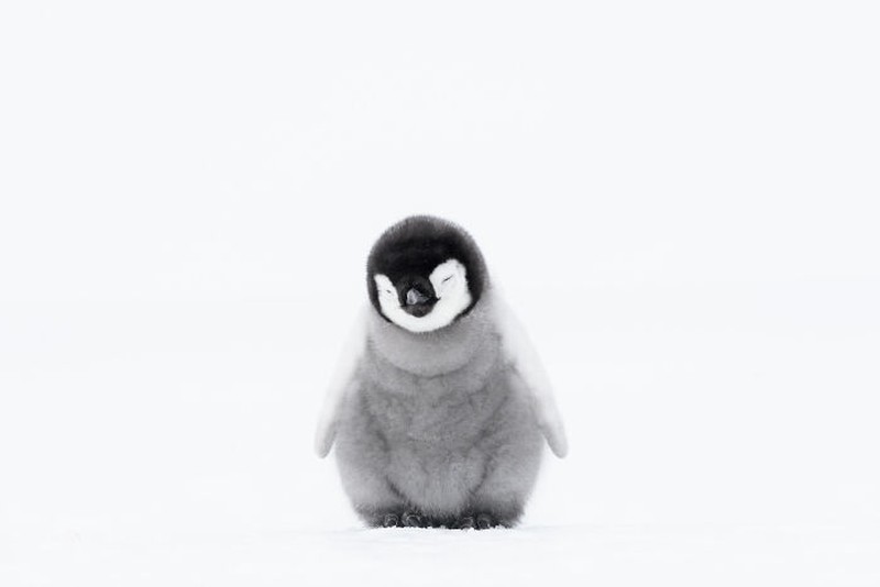 Nature's Best Photography (NBP) International Awards