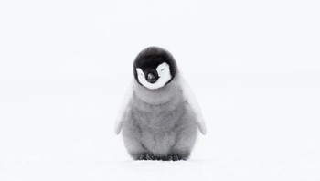Anak Penguin Kaisar Oleh Stefan Christmann Foto: Natures Best Photography