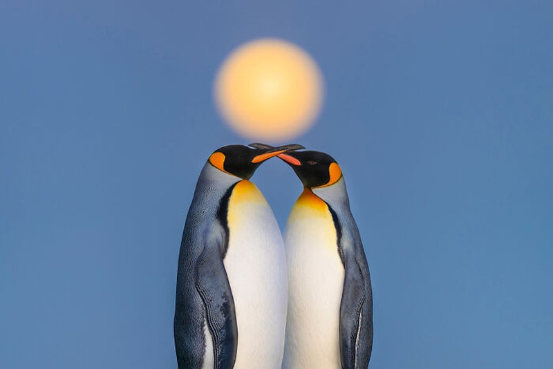 Nature's Best Photography (NBP) International Awards