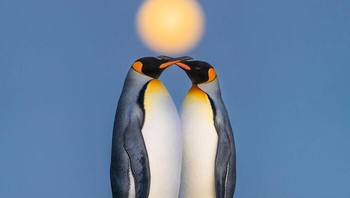 Raja Penguin di Bawah Bulan Purnama Oleh Levi Fitze Foto: Natures Best Photography