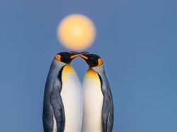 Karya Jawara Foto Alam Abdaikan Aksi Unik Para Hewan Bikin Terkesima