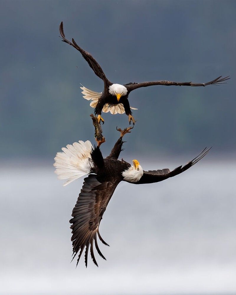 Nature's Best Photography (NBP) International Awards