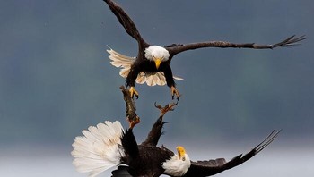 Pertarungan Elang Botak Oleh Michael Despines Foto: Natures Best Photography