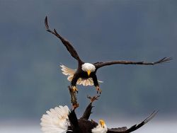 Karya Jawara Foto Alam Abdaikan Aksi Unik Para Hewan Bikin Terkesima