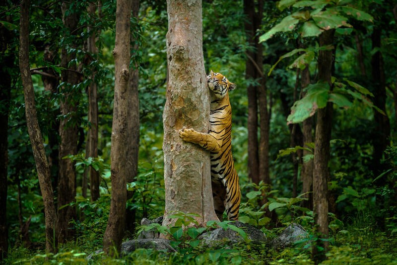 Nature's Best Photography (NBP) International Awards