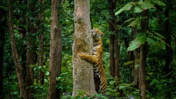 Harimau Benggala Oleh Krishna Daga Foto: Natures Best Photography