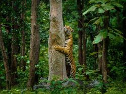 Karya Jawara Foto Alam Abdaikan Aksi Unik Para Hewan Bikin Terkesima