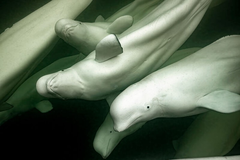 Nature's Best Photography (NBP) International Awards