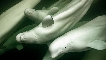 Paus Beluga Oleh Brett Freliche Foto: Natures Best Photography